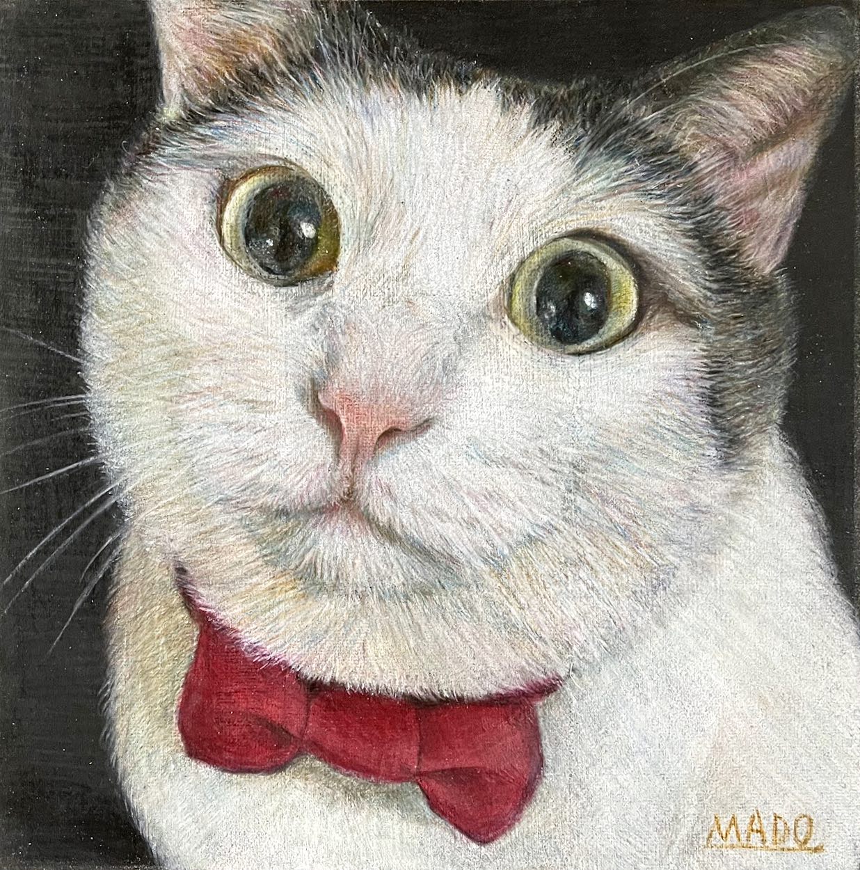 お坊っちゃま ／紙・色鉛筆 #ハチワレ #cat #猫 #animalillustration 