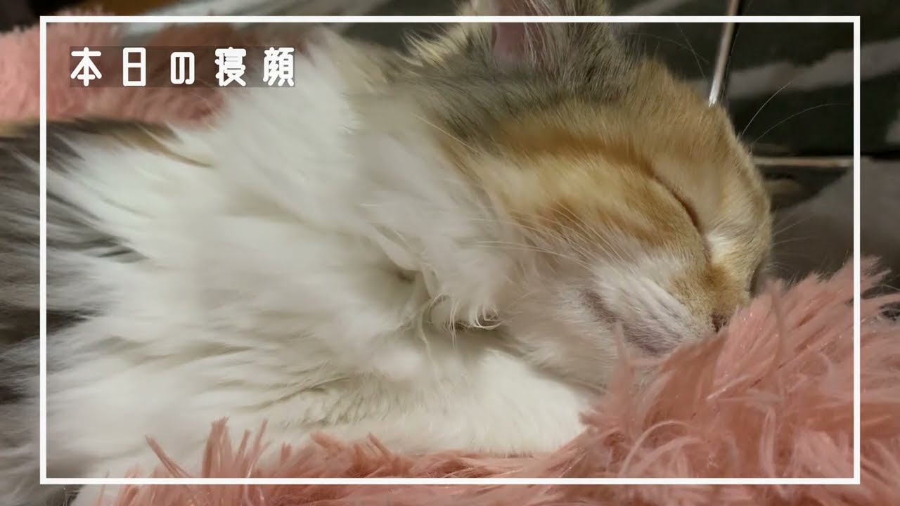 漫画動画、ペット