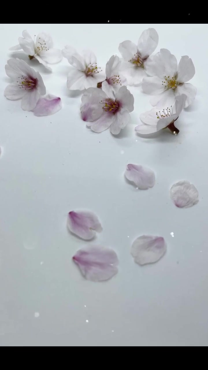 散るもまた良し・・・開花から散る瞬間までどの瞬間も美しくこの時期は貴重なひと時です東京はもうすっかり葉桜になりました#桜散る#桜の舞#blossomssfalling#flutteringpetals#blossomsspetalsswirl#yukinus
