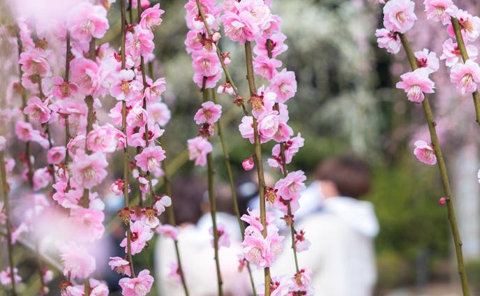 🌺🌏﻿
﻿
梅のシャワーから覗き込んで﻿
﻿
﻿
春が待ち遠しい🌸﻿
﻿
﻿
﻿
﻿
2020.2.28﻿
﻿
﻿
﻿
﻿
#nature_special_﻿
#team_jp_flower﻿
#春の花 ﻿
#deaf_b_j_ ﻿
#japan_bestsunset ﻿
#sorakataphoto ﻿
#team_jp_ ﻿
#風景画像﻿
#風景撮影﻿
#Lovers_Nippon_Artistic ﻿
#special_spot_ ﻿
#wu_japan ﻿
#LOVES_UNITED_JAPAN ﻿
#一眼レフ部﻿
#風景写真家
#梅の花 
#花のある幸せ 
#私の花の写真 
#花のある風景 
#はなまっぷ2020 
#花の写真部 
#花フレンドinstapic 
#bokehphotofan 
#heart_imprint 
#tv_flowers 
#その旅に物語を 
#けしからん風景 
#花の妖精 
#春のめざめ 
#春の風景