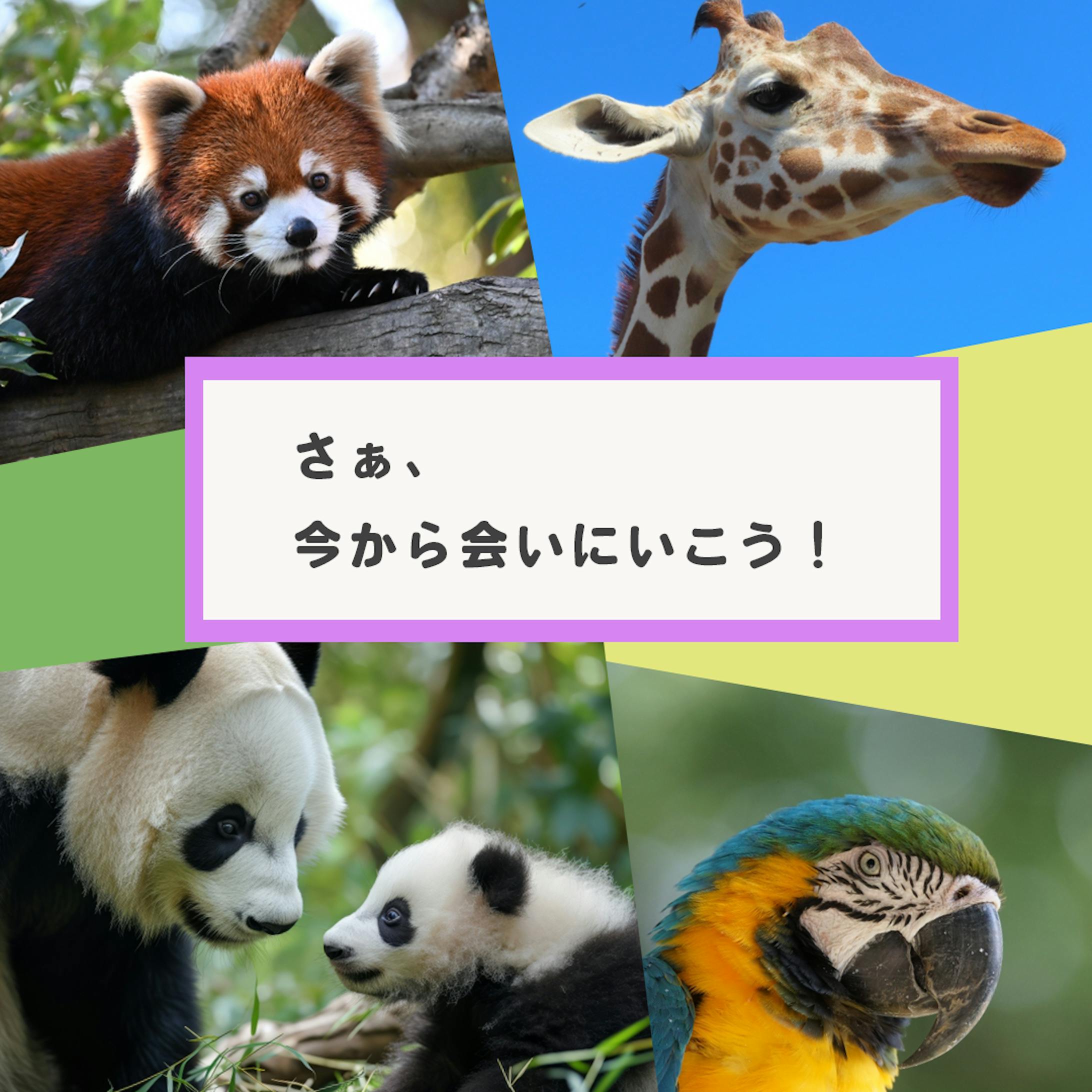 動物園のバナー広告をイメージしたデザイン-1