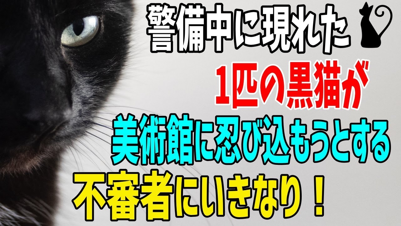 【猫の不思議な話】警備員として美術館を監視中、人の言葉がわかっているような野良猫と遭遇…ある夜忍び込む不審者を発見した瞬間、その猫が驚きの行動を…【朗読】