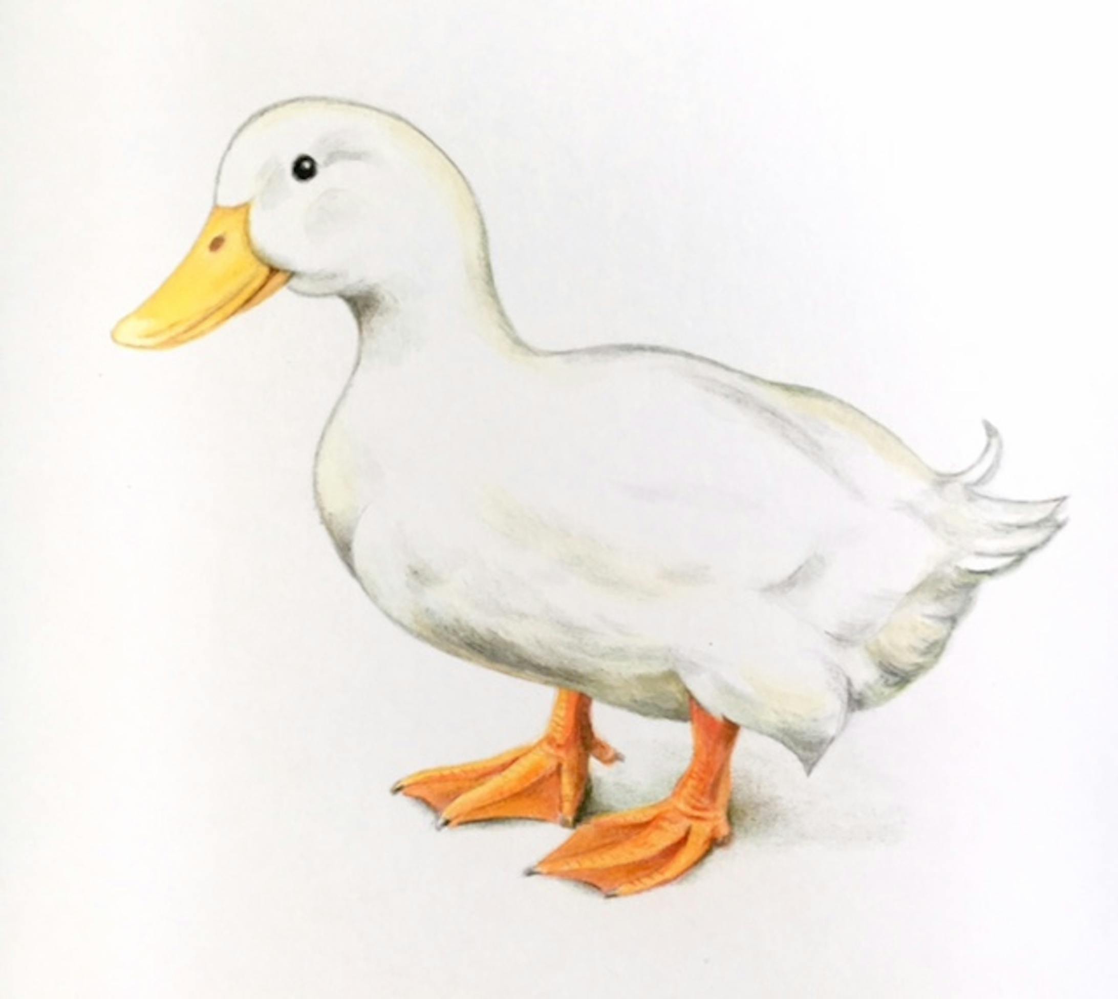 リアル可愛い動物イラスト リアル可愛い動物イラスト