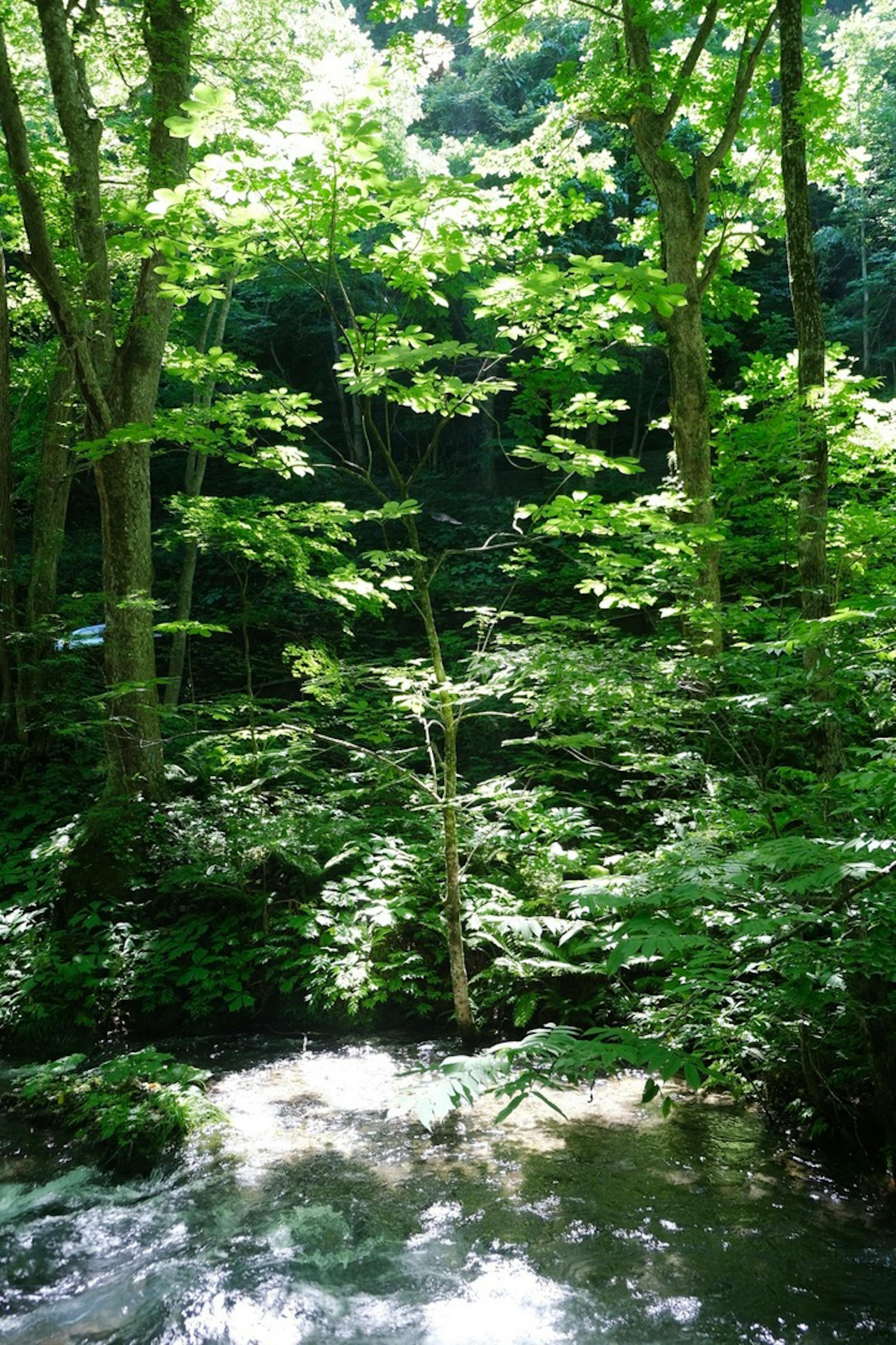 7433DD72 901B 47CE A851 60D26AC06BE0 1 105 c-1