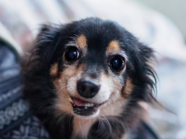 ペットと暮らせる介護施設があるって本当？ 施設での生活について介護福祉士に聞く | Medical DOC