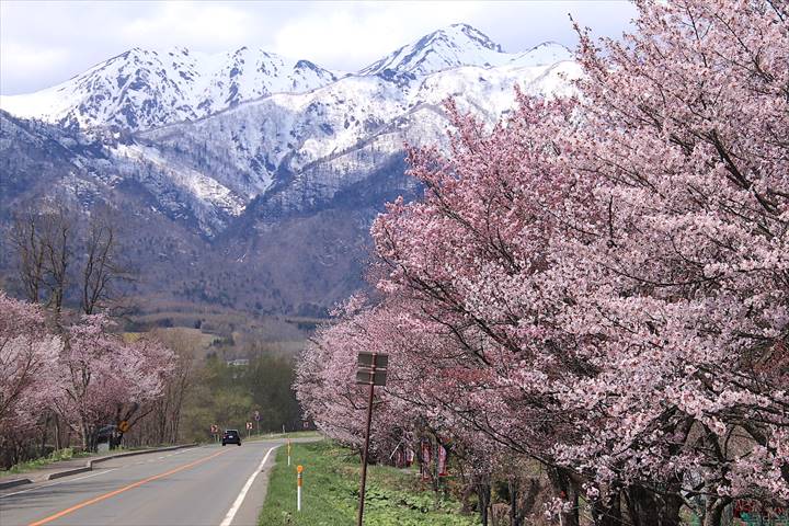 芦別岳と桜がコラボレーション！「東大演習林樹木園桜並木」ひとときの絶景