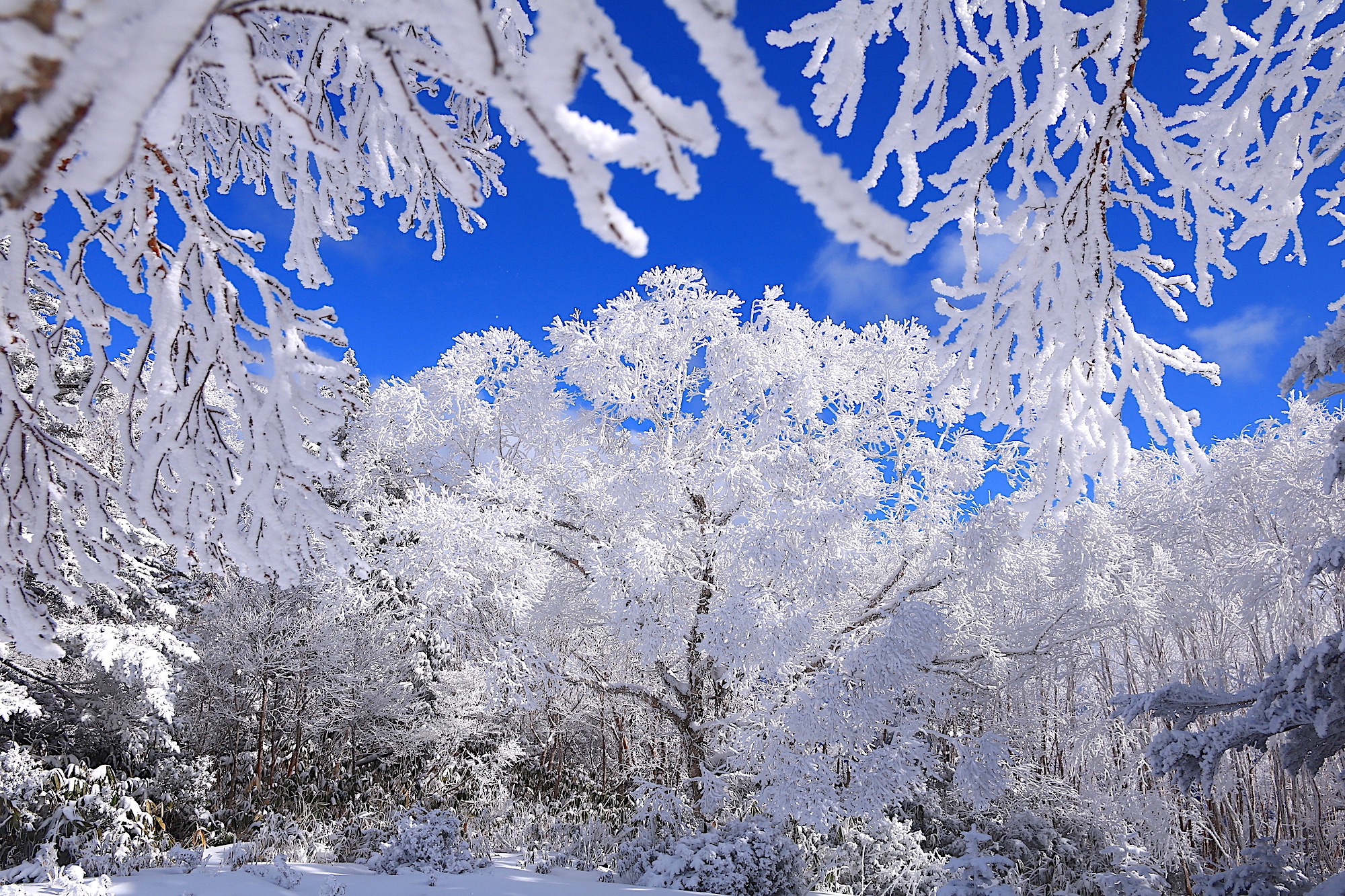 地元ライターおすすめ！岐阜の雪山登山スポット4選。冬の絶景・霧氷を愛でる山旅｜旅のコラム｜岐阜県観光公式サイト 「岐阜の旅ガイド」