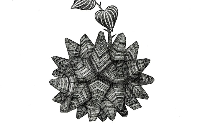 banaken  植物画