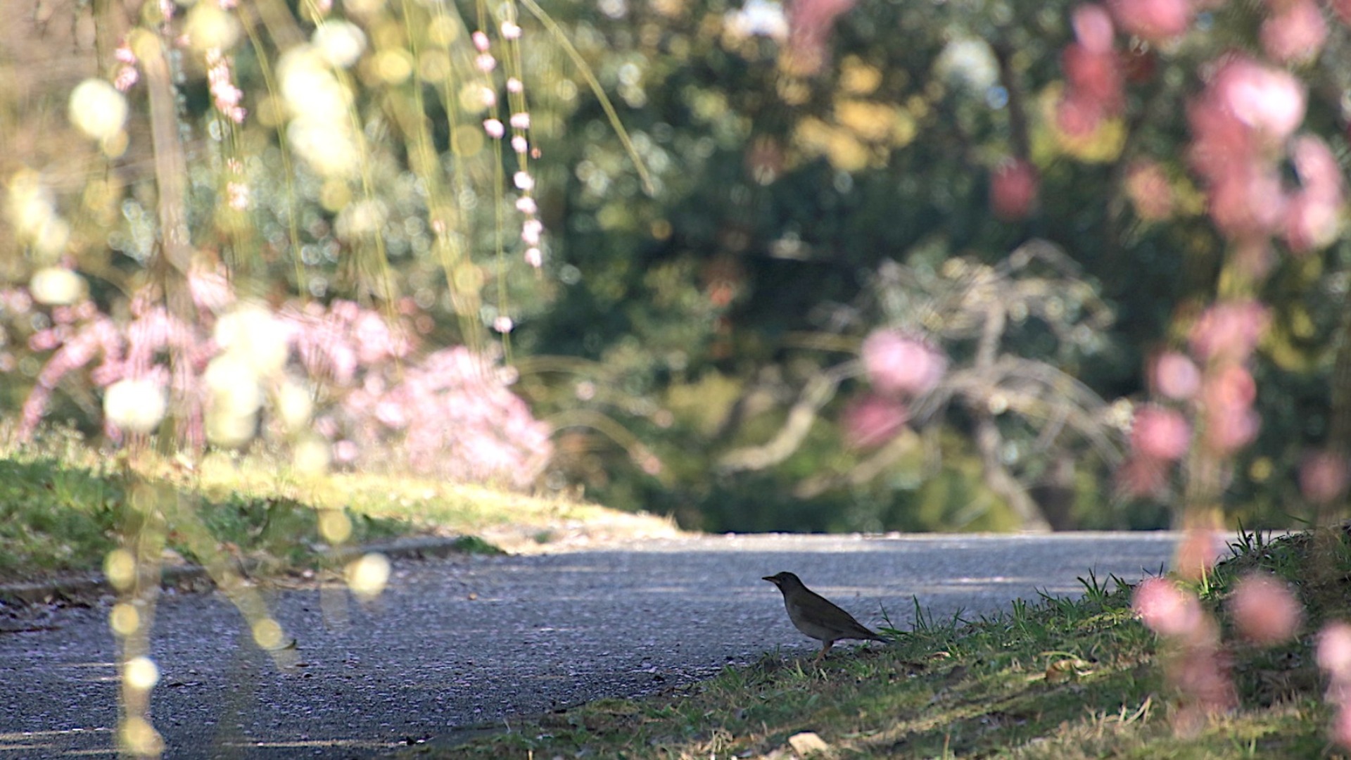 企画、ran tonosho
