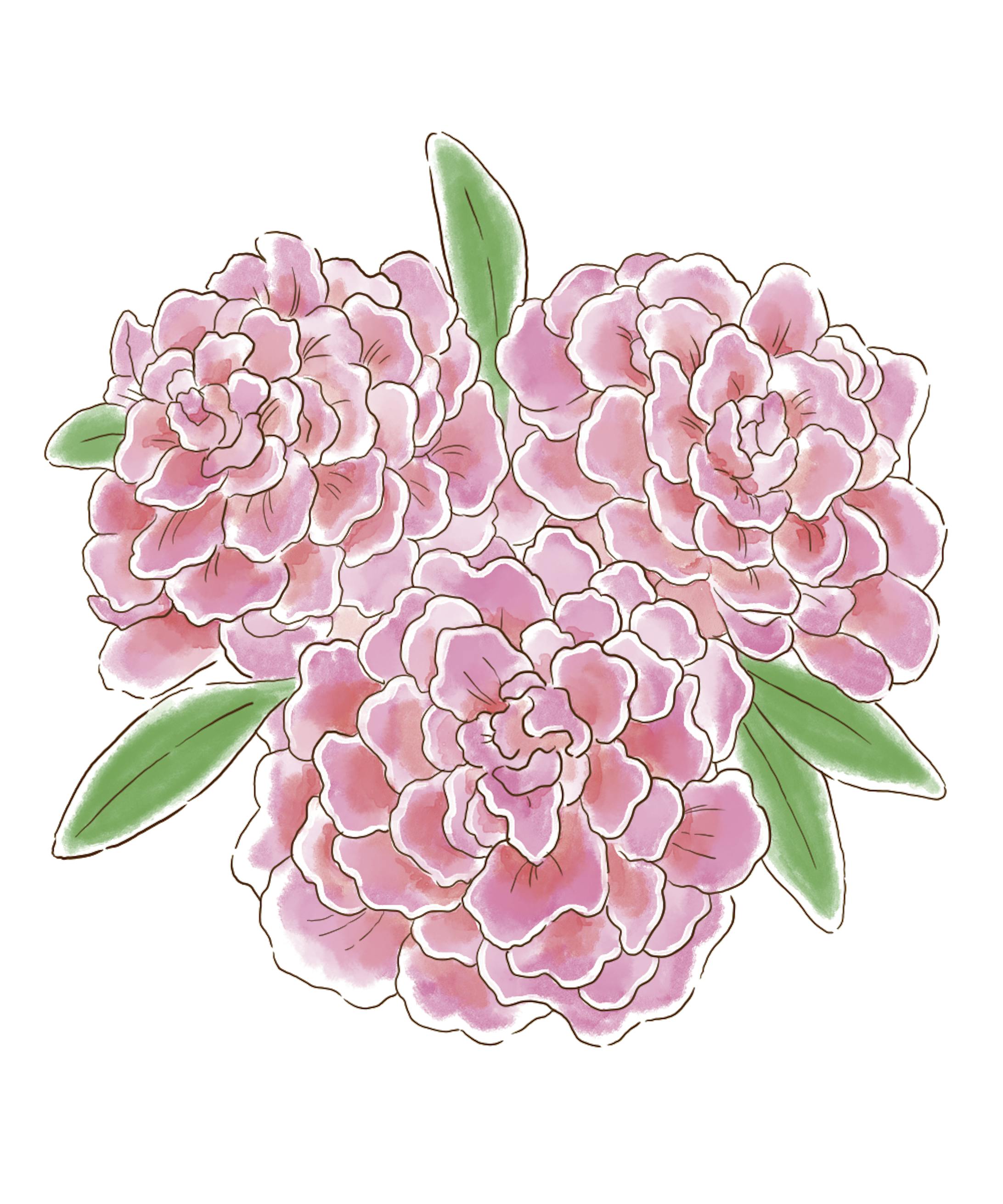 植物-1