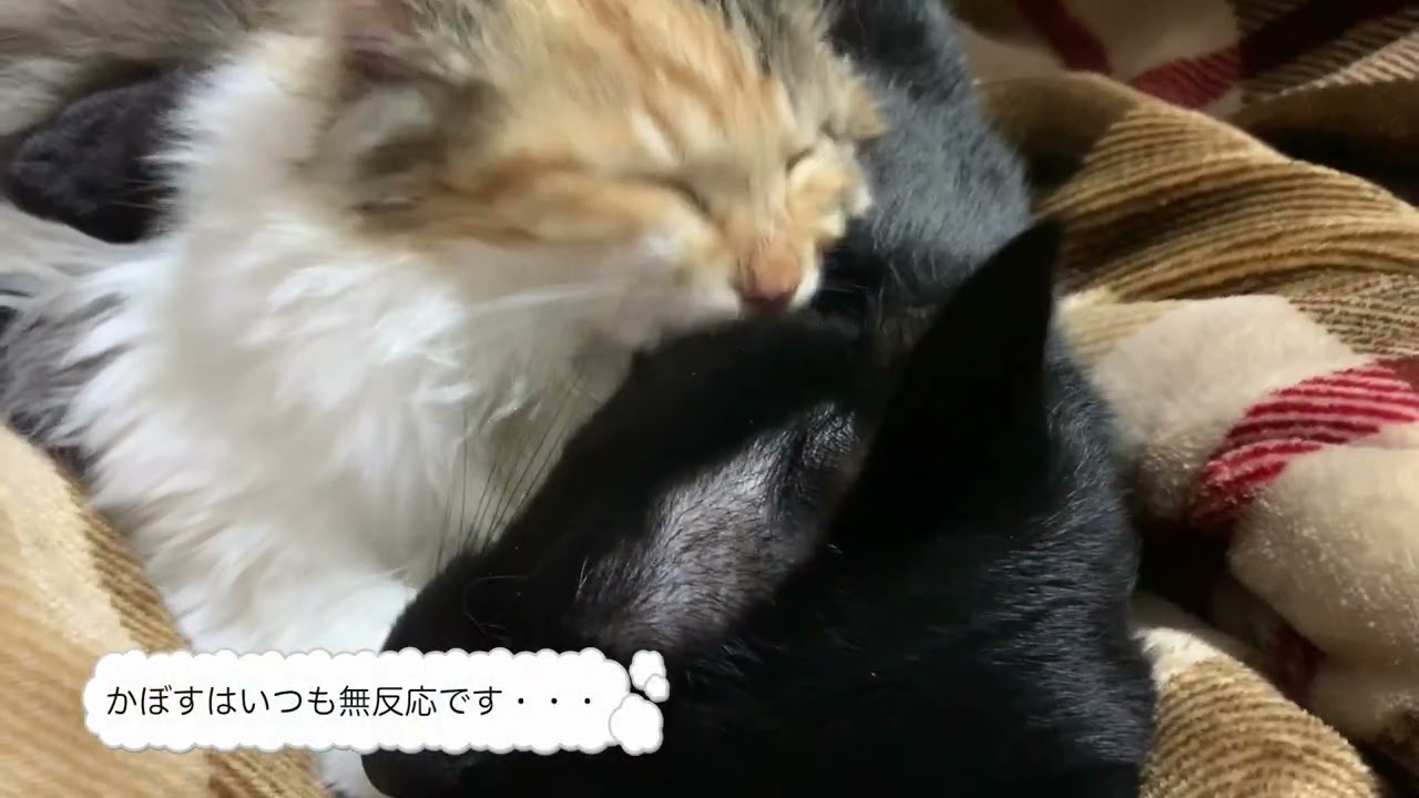 猫動画