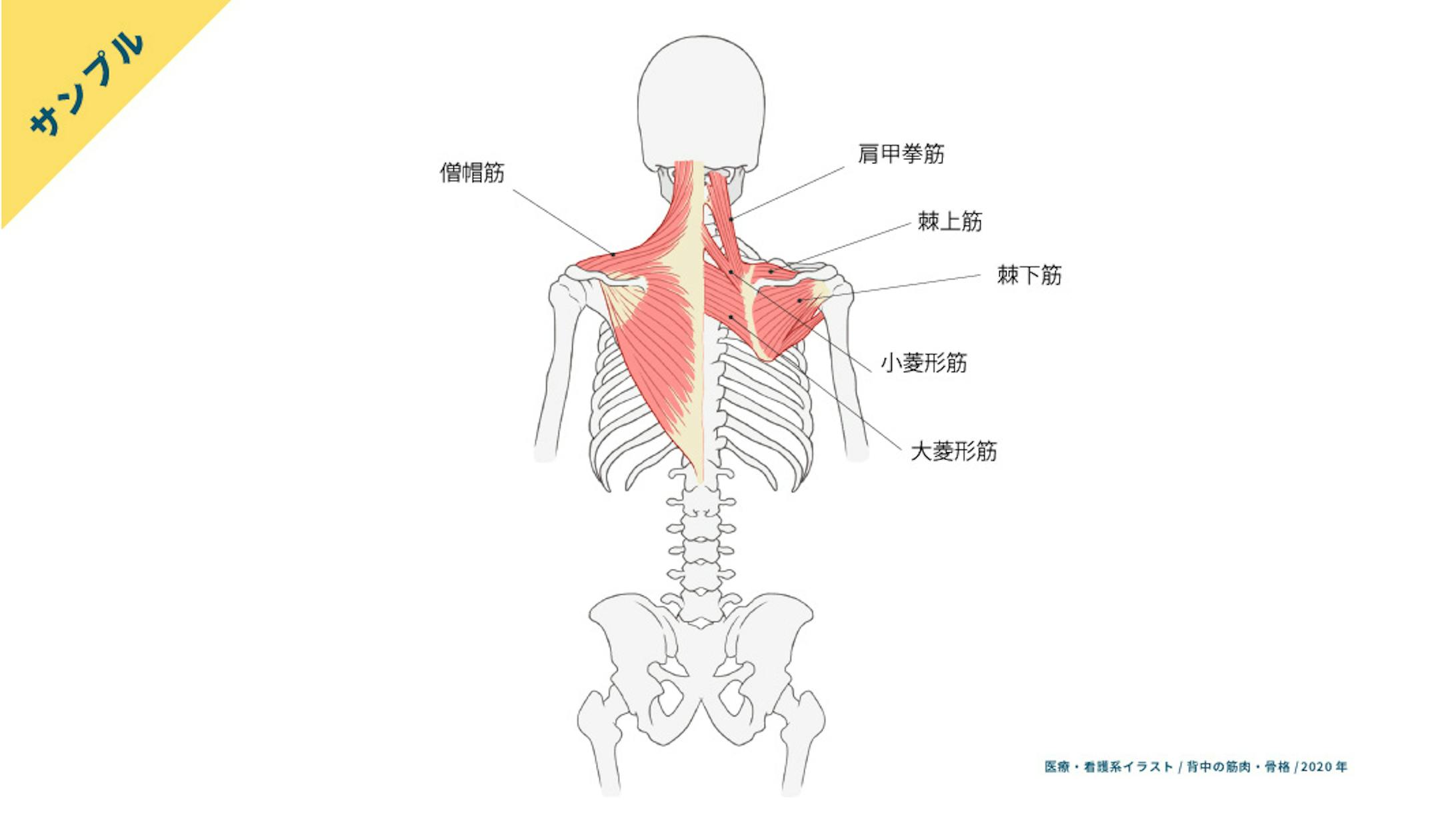 【サンプル】肩周りの骨格筋-1