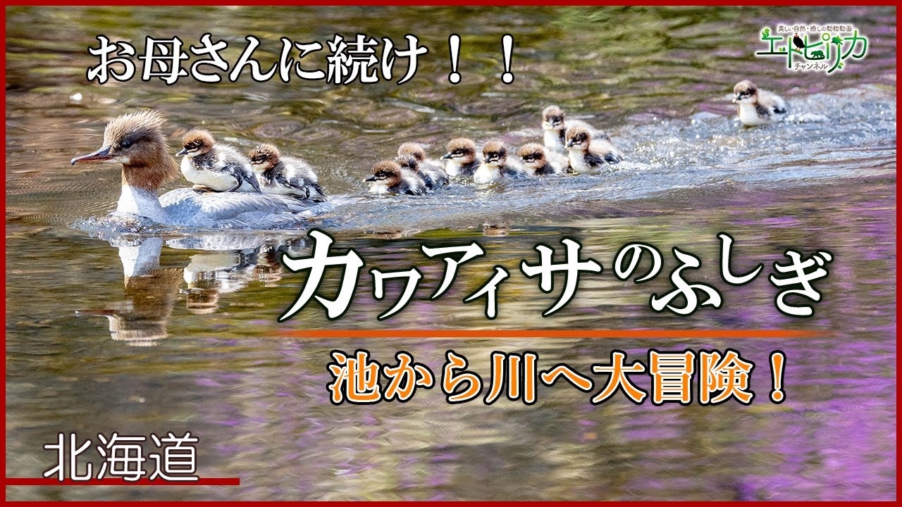声優、生き物