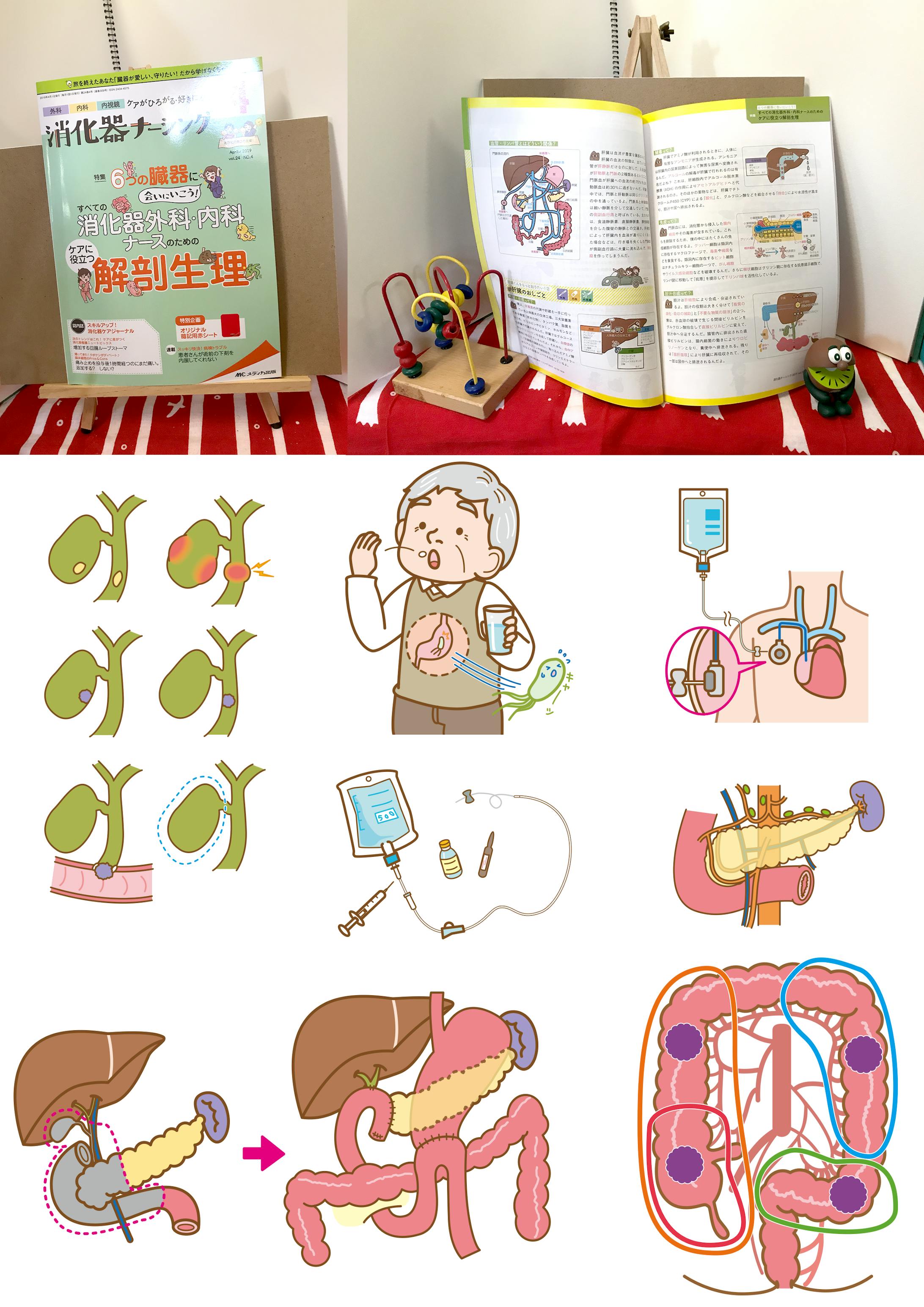 2019消化器ナーシング4月号『解剖生理特集』説明カット担当-1