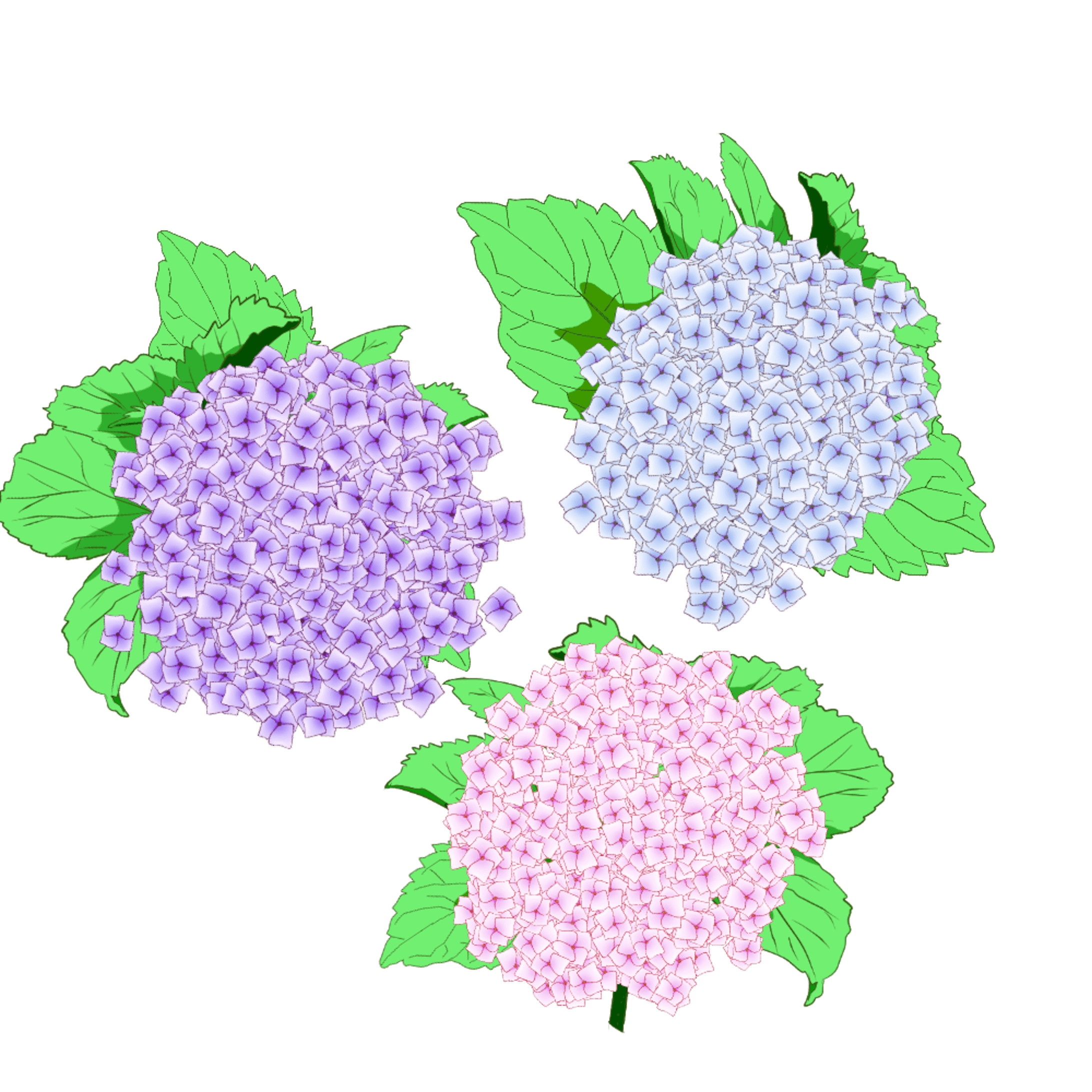 ノウゼンカズラ その他花たち ノウゼンカズラ その他花たち