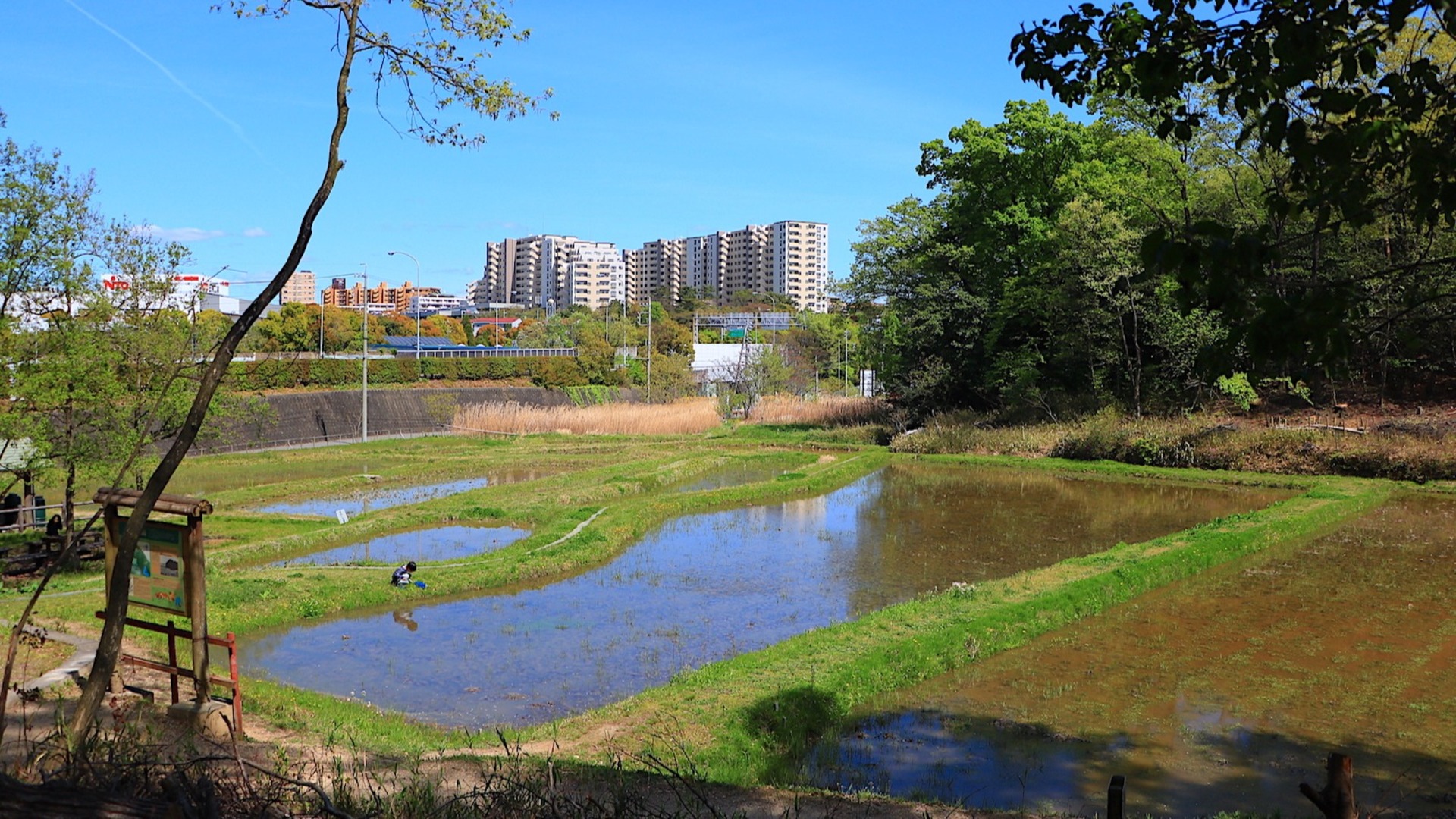 【名古屋市名東区】初夏に訪れたい「猪高緑地」清々しい日本の原風景に出会えます - 土庄雄平 | Yahoo! JAPAN クリエイターズプログラム