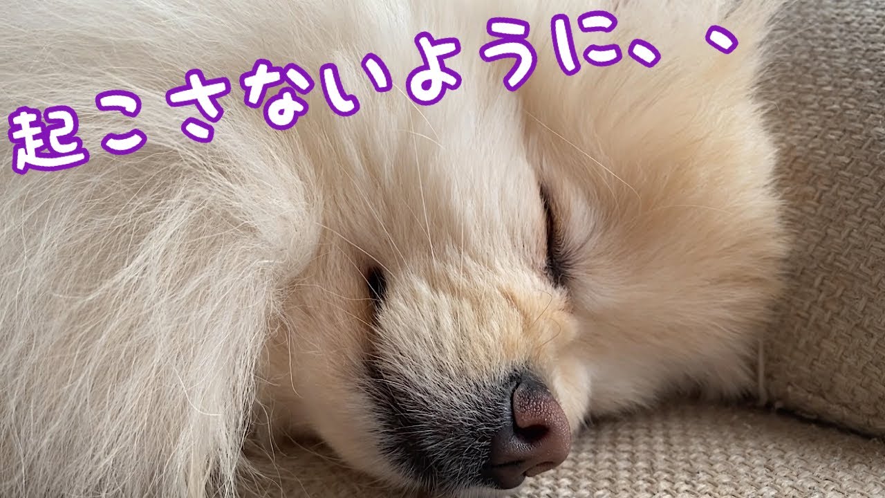 coc、〇〇が寝てるだけ