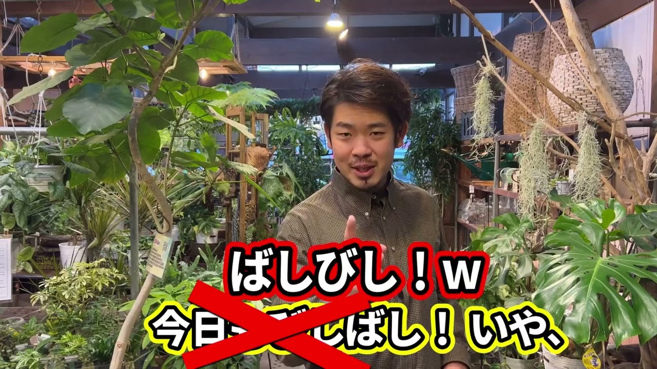 エンタメ系動画編集実績