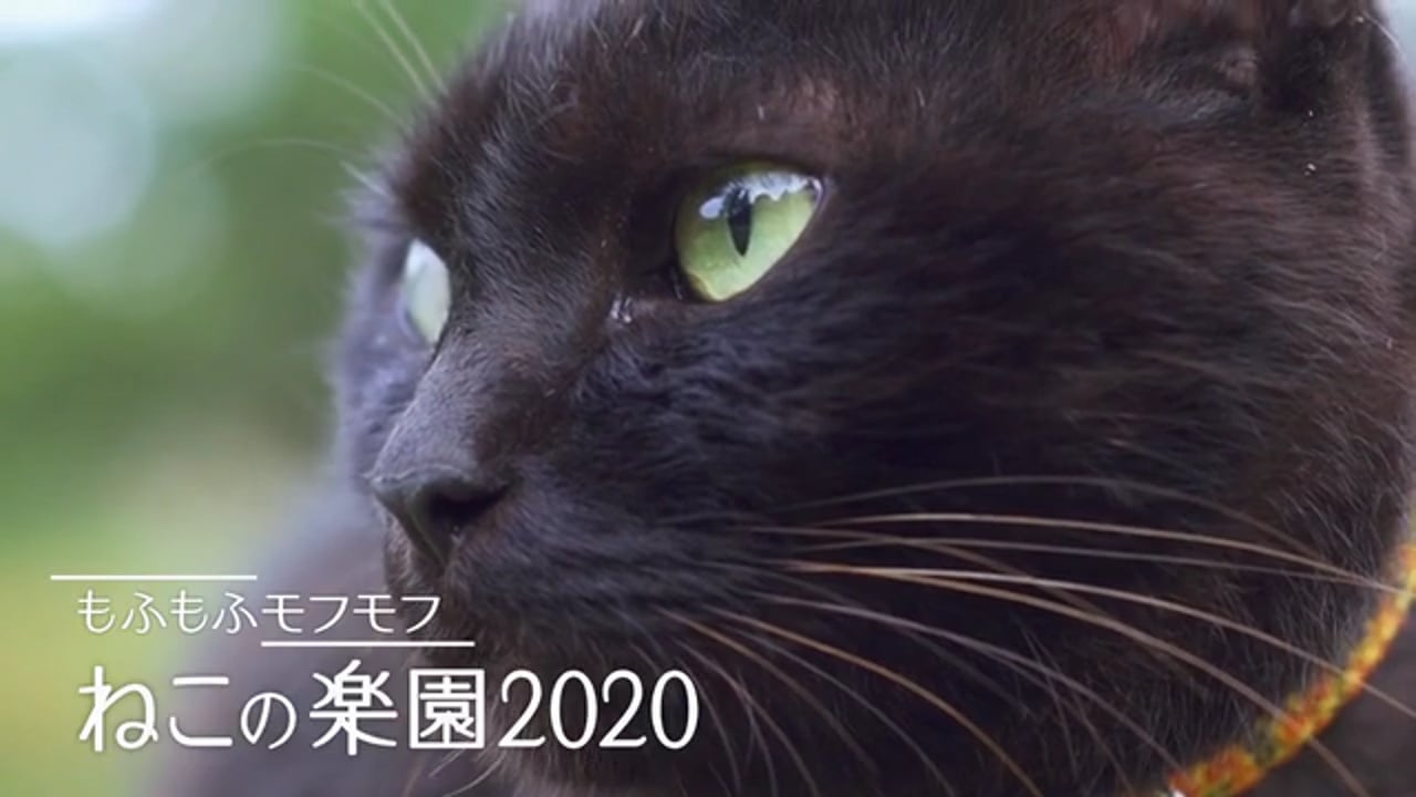 もふもふモフモフ お正月だョ わんにゃん集合 21年