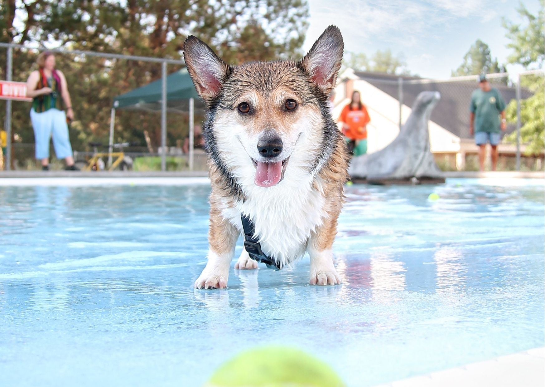 【関東】暑い夏でも楽しめる！愛犬用プールのあるペットと泊まれる宿6選 | 休日いぬ部