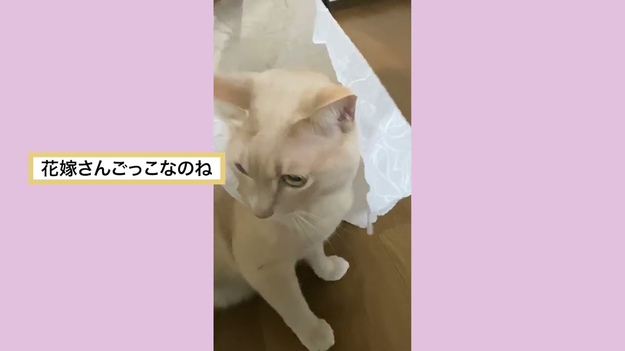 2ch動物スレ風（合成音声付き）