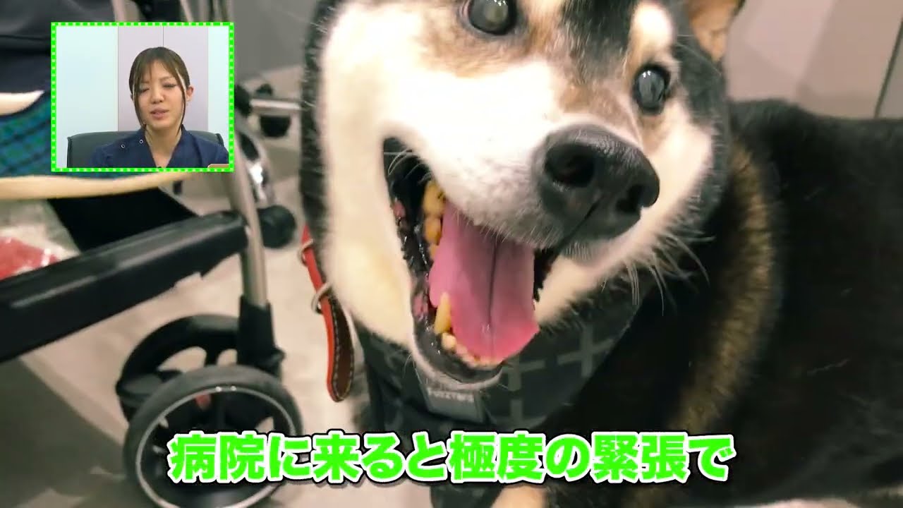 クリエイター、バレンタイン