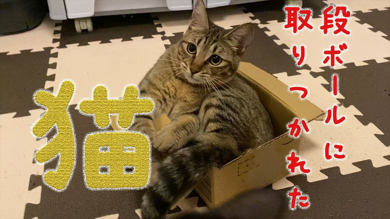 しん、紹介動画
