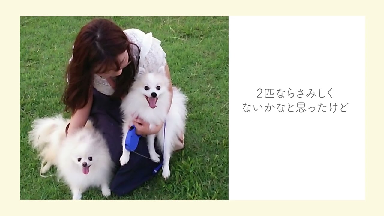 愛犬スライドショー　ポメラニアンイヴと一緒にすごした16年
