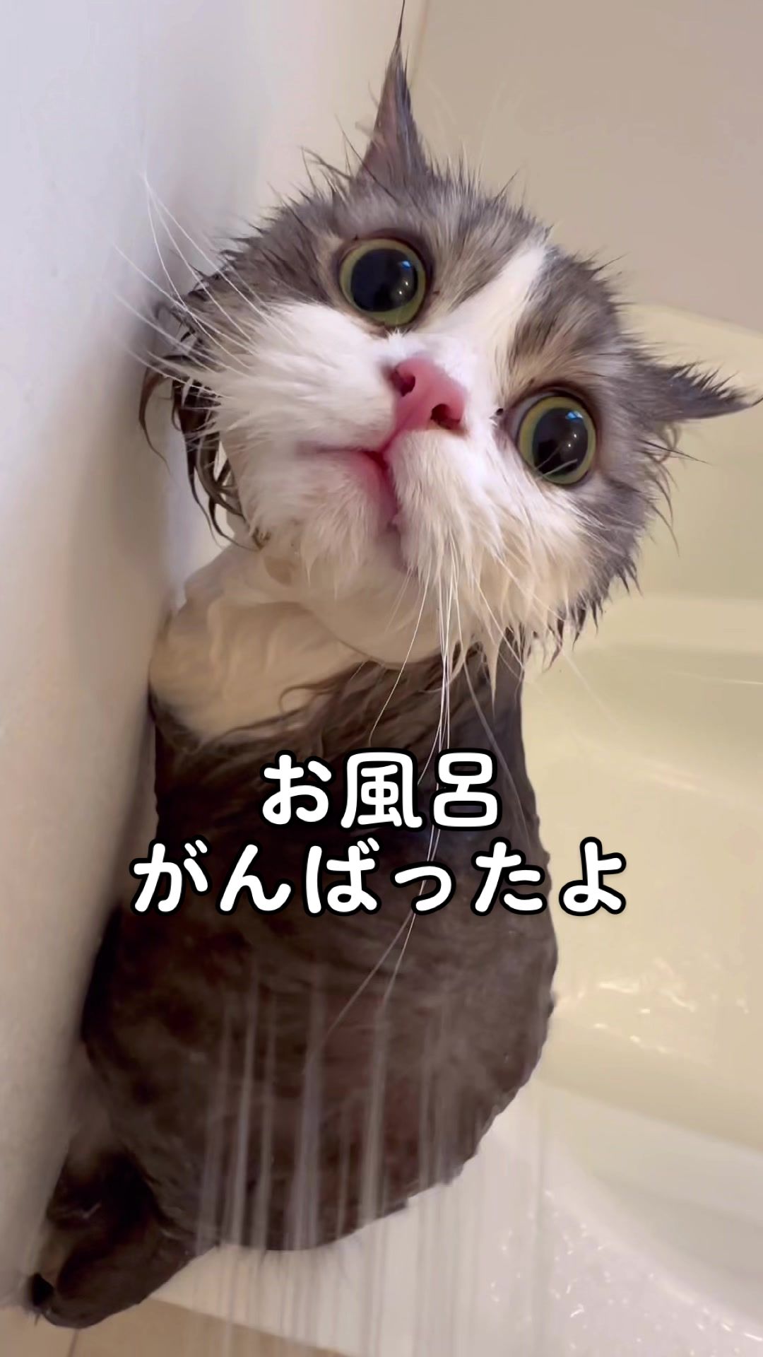 コスメ、メディア