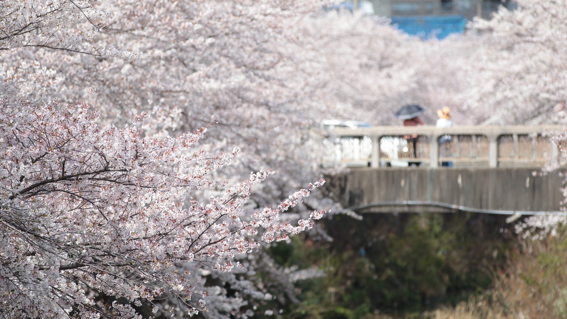カルチャー、tabippo