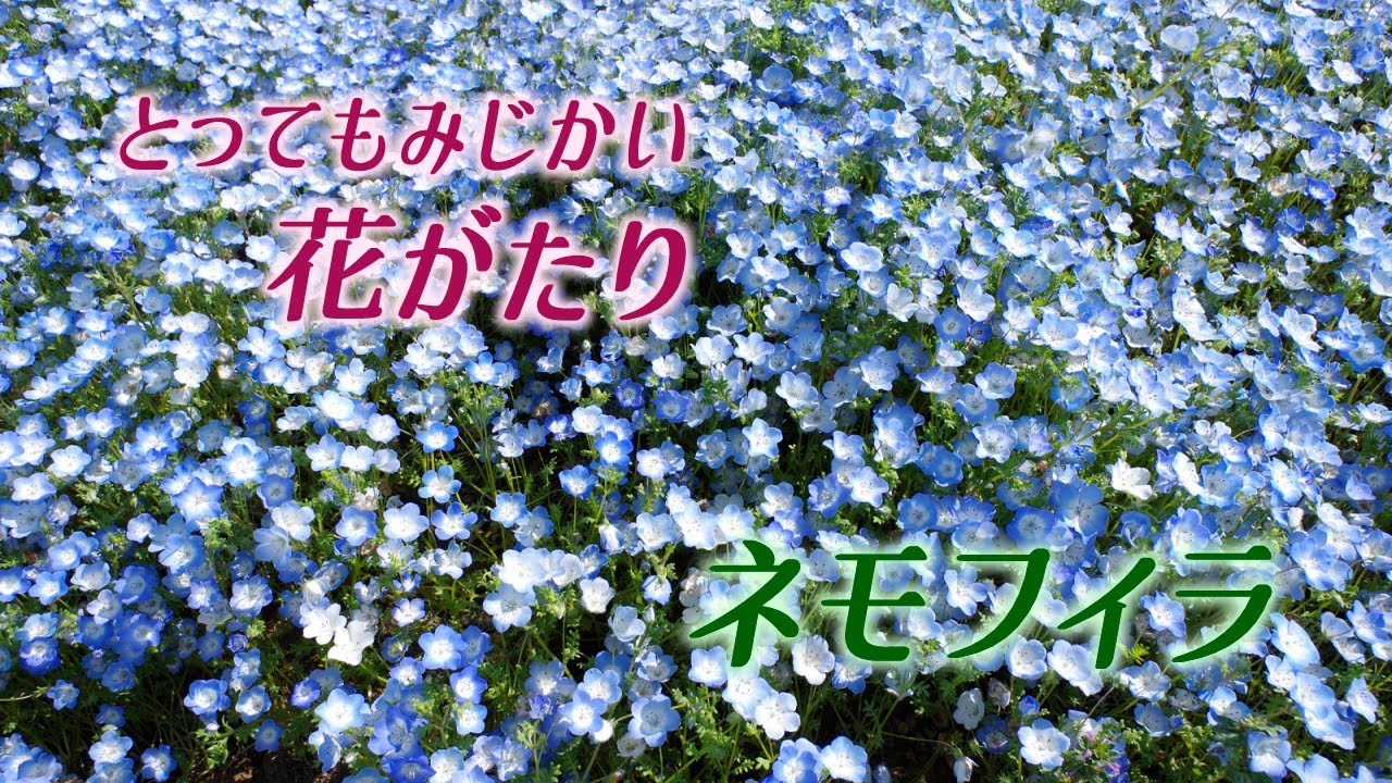 とってもみじかい花がたり02 ‐ ネモフィラ
