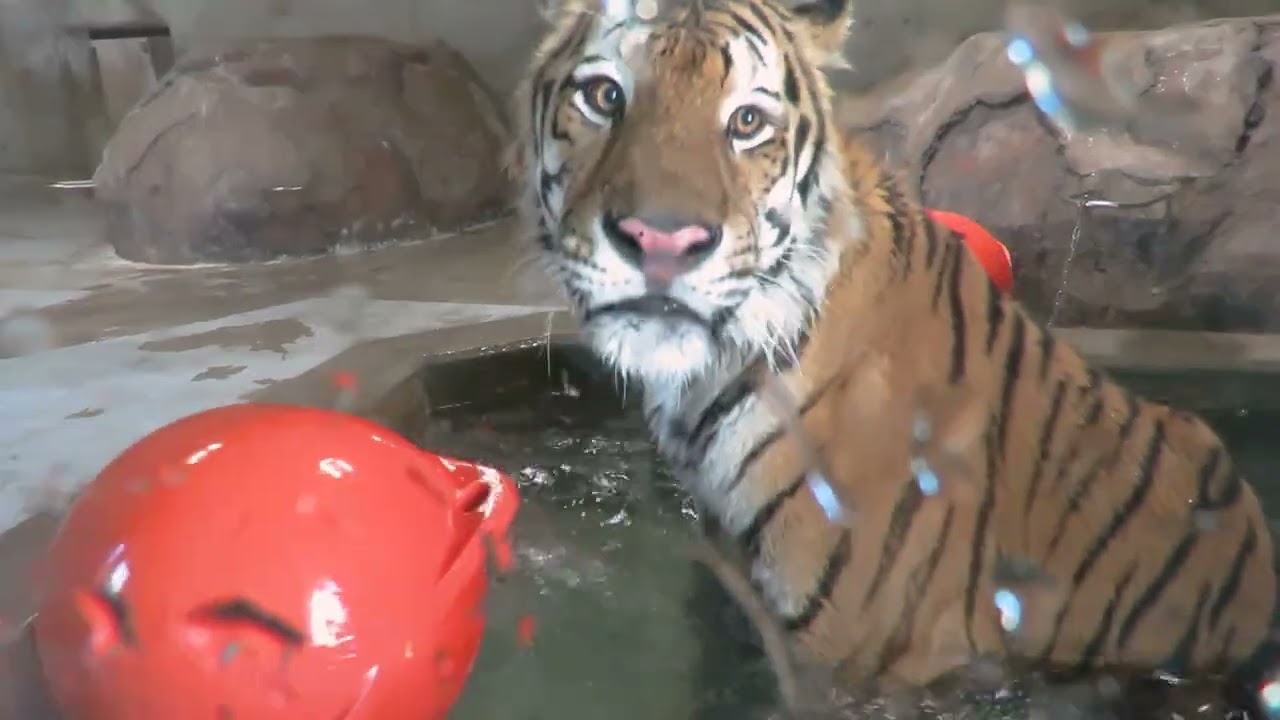 【天王寺動物園】クラファンへの道：株式会社シーアイ・パートナーズ TECTEC CREATIVEさまからご提供いただいたショウヘイアピール動画