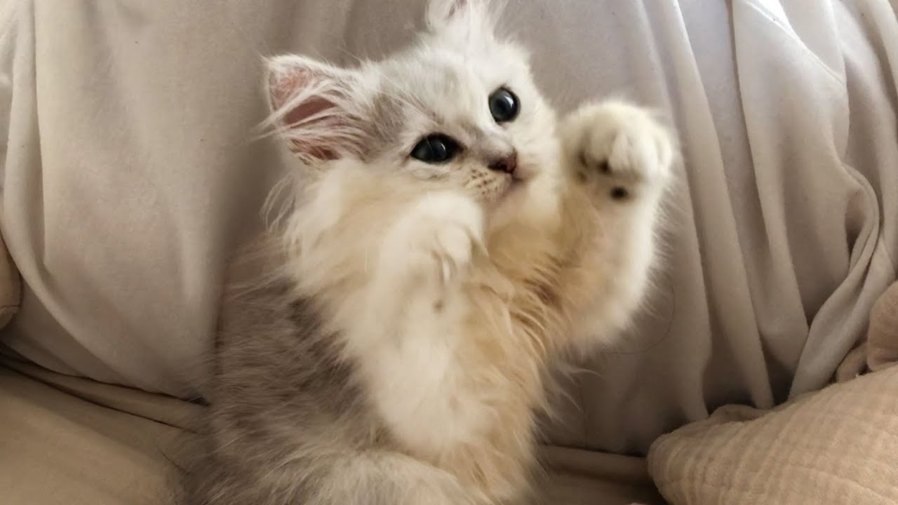 [Cat vlog]ペルシャ猫と過ごす在宅勤務の日の朝