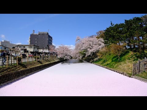 Cinematic Vlog　弘前桜祭り2022