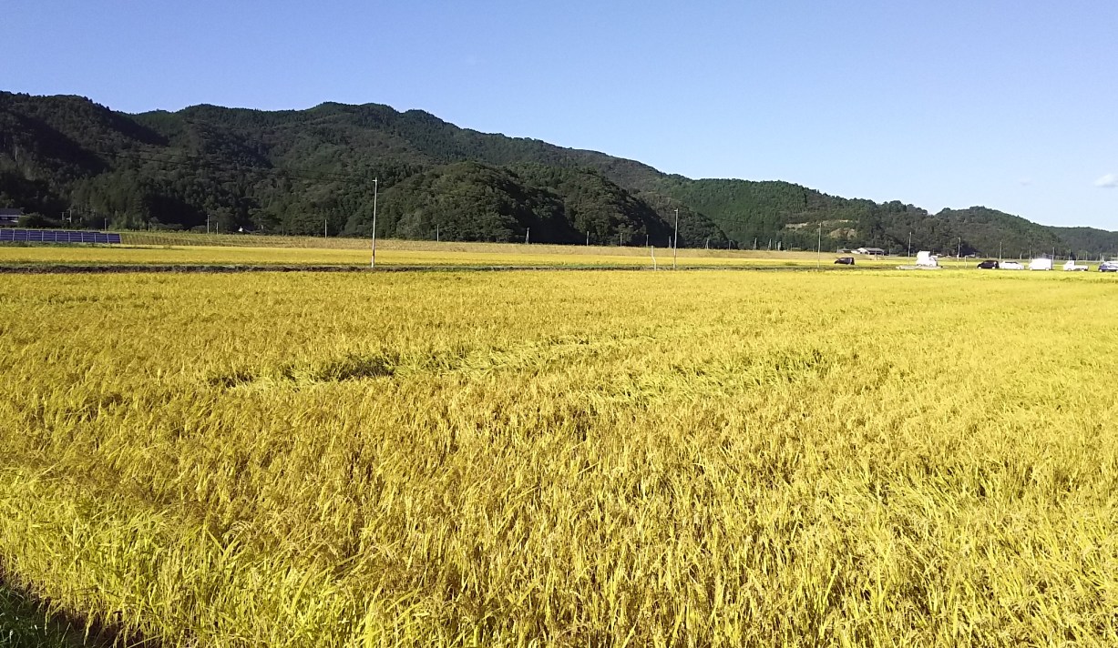 「ササニシキの産地を守りたい」。石巻市の無農薬コメ農家【田伝むし】が「ササニシキ寿司プロジェクト」を始めた理由