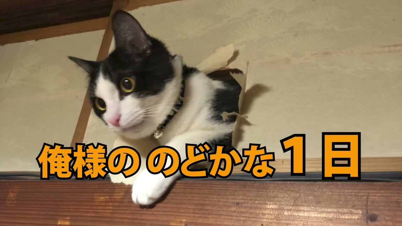 俺様ののどかな1日