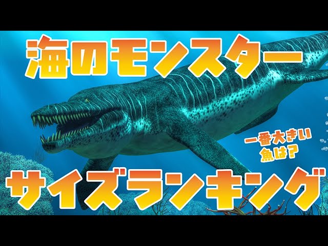 海の生き物、motion design