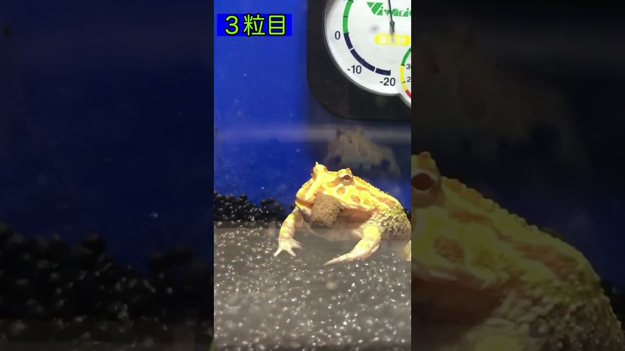 まじゃ〜といっしょ 003 ベルツノガエル  ショート Ver.