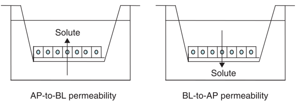 Caco-2 permeability assay | Creative Bioarray