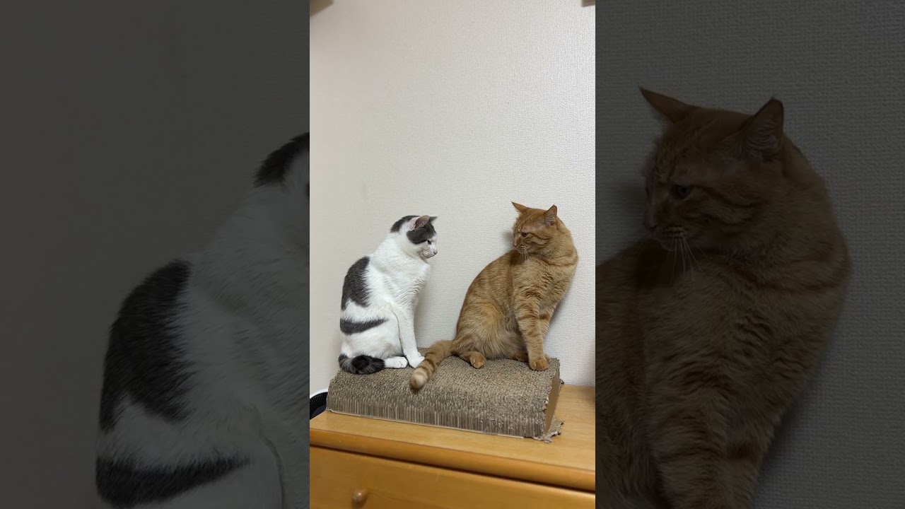 動画、ショート動画編集
