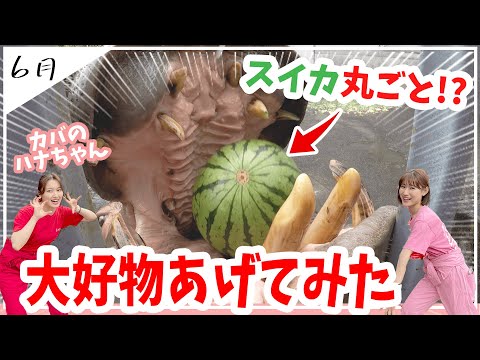 【宇都宮動物園】カバのハナちゃんにスイカを丸ごとあげてみた