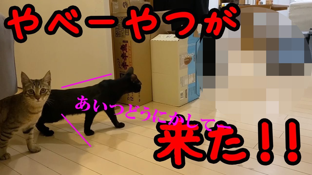 パプリカ、暮らし