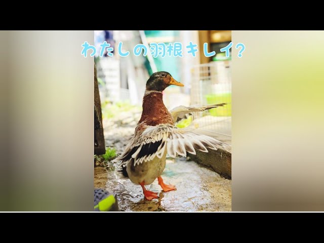 アイガモなっちゃん