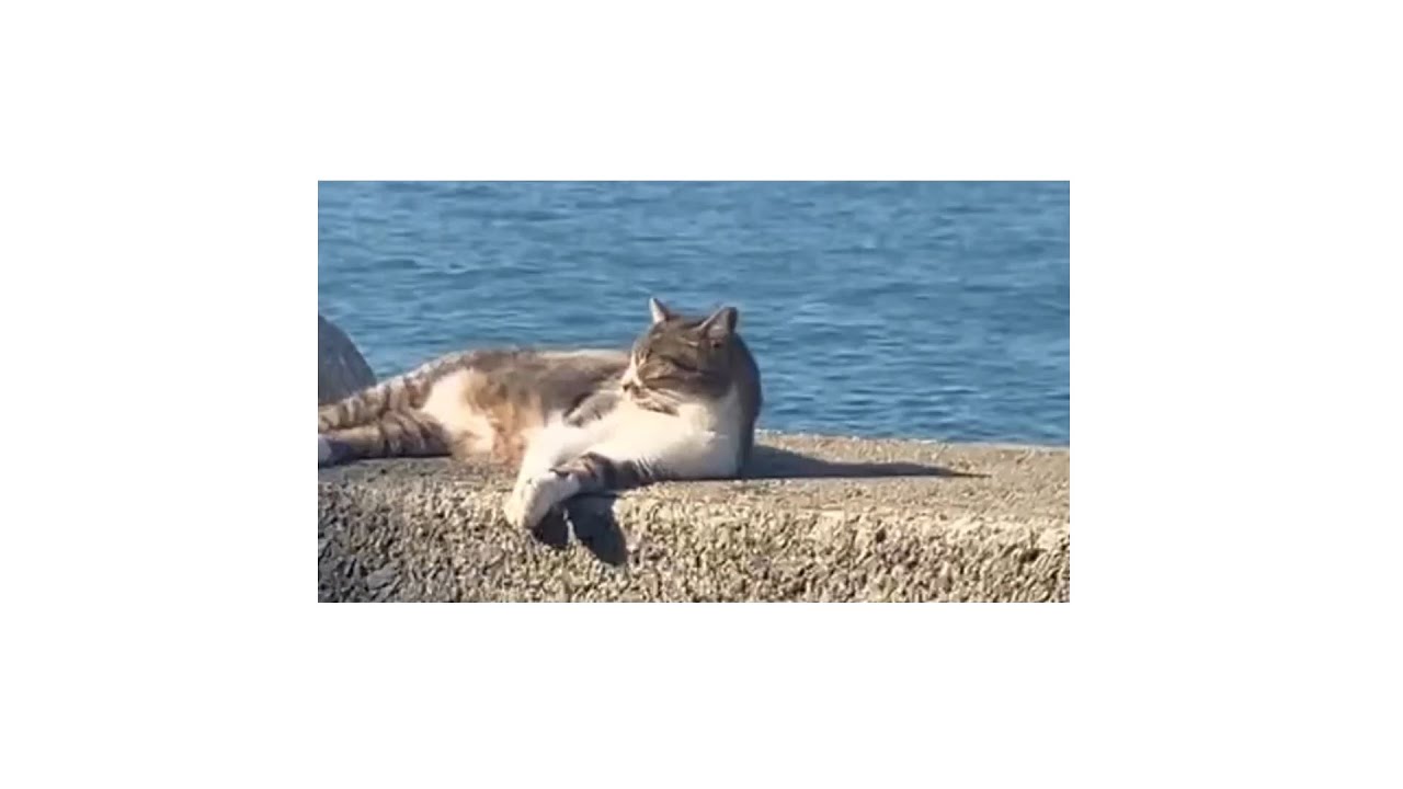 ハリントンと正弦波/カゼヒキ