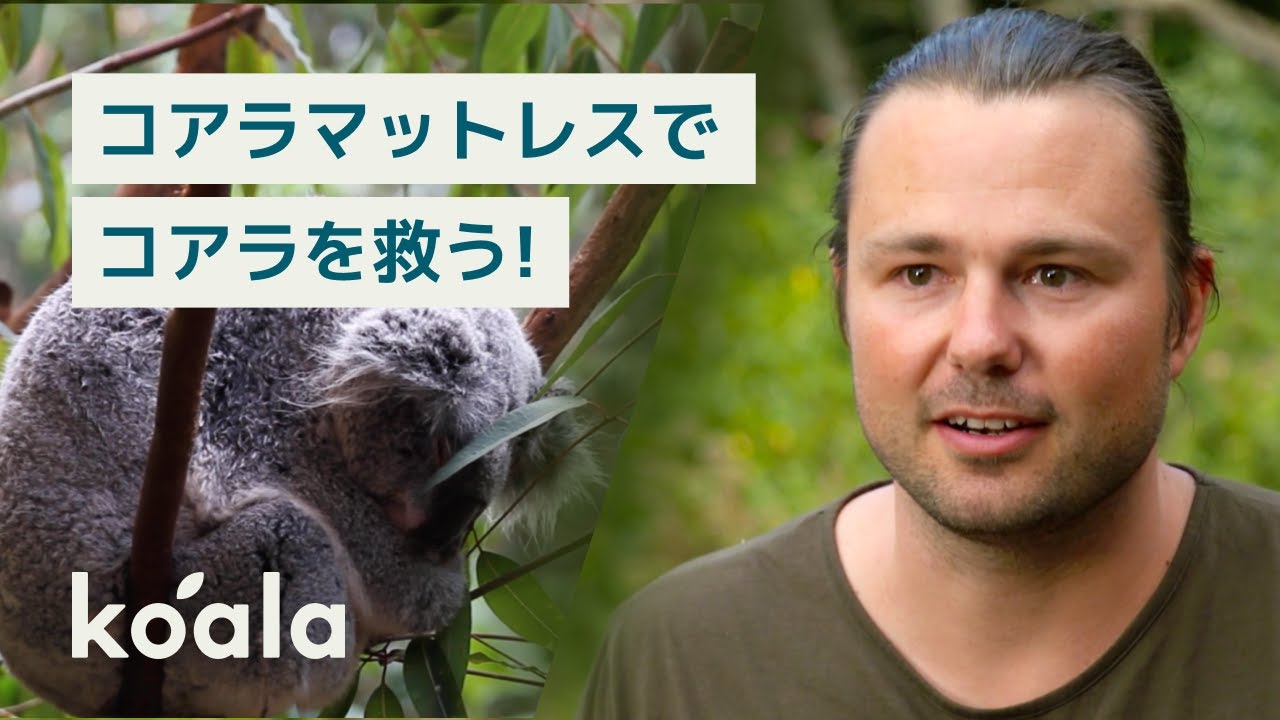 【コアラマットレスでコアラを救う！】環境保護のためにできること
