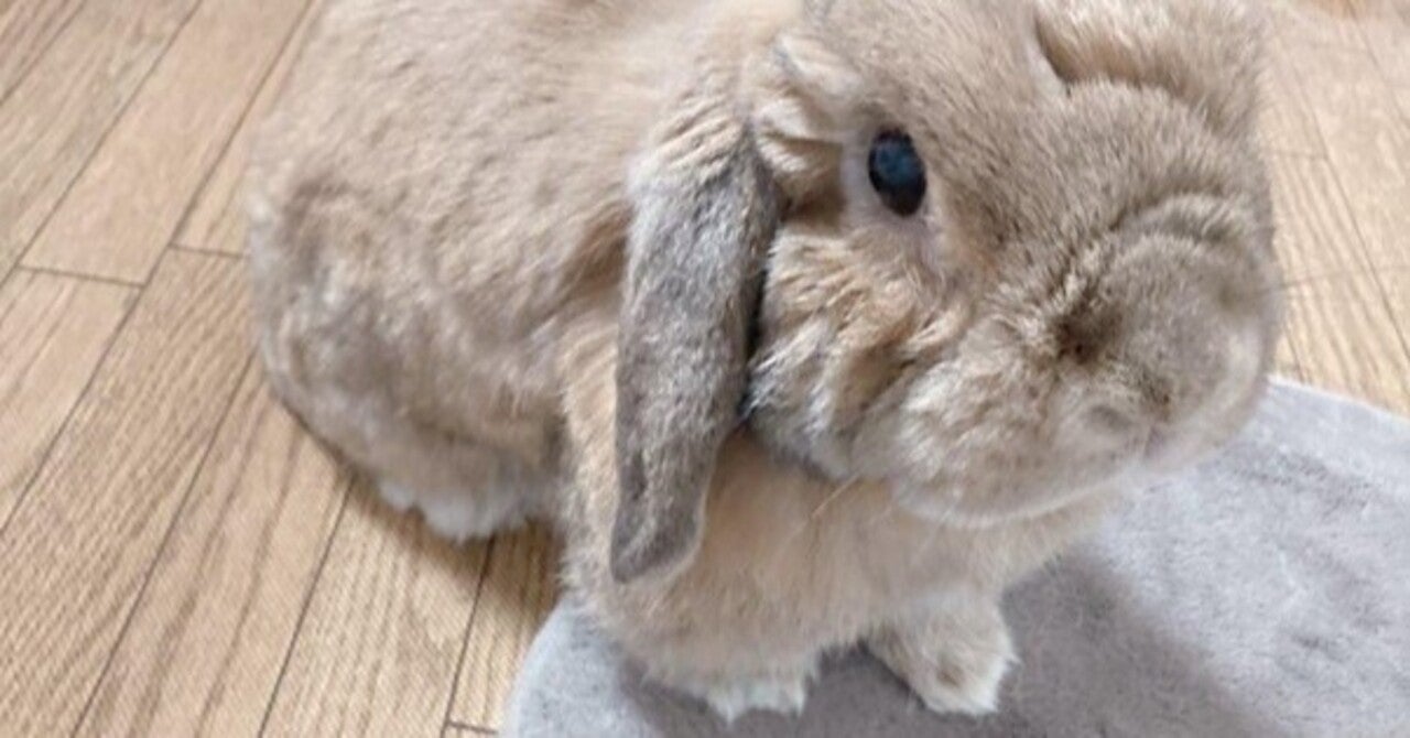 清潔好きなうさぎのお手入れって？ #いい部屋ペット｜いい部屋ネット[公式]｜note