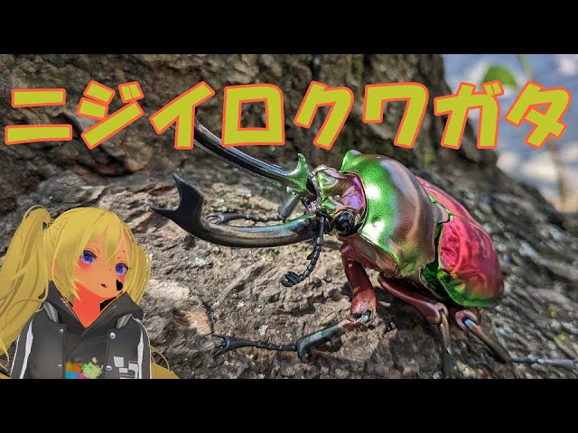 いきもの大図鑑アドバンスニジイロクワガタを紹介してみた件