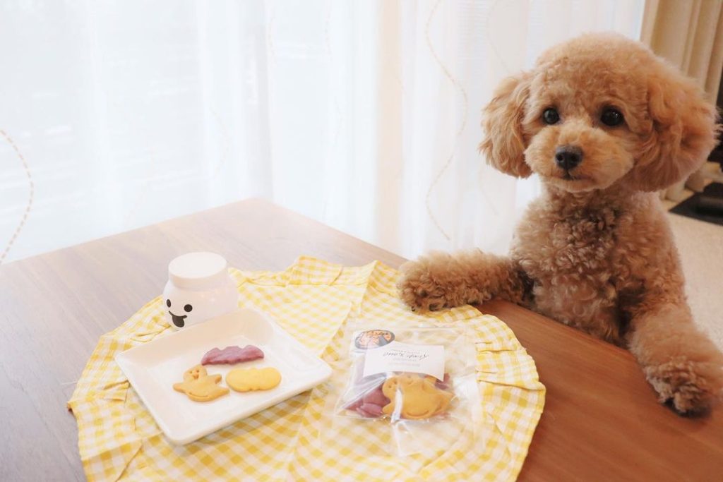 愛犬のカラダにやさしいだけじゃない！ネットで買えるおしゃれおやつ4選