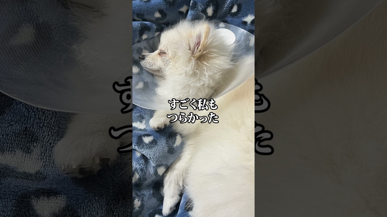 ペットのいのち