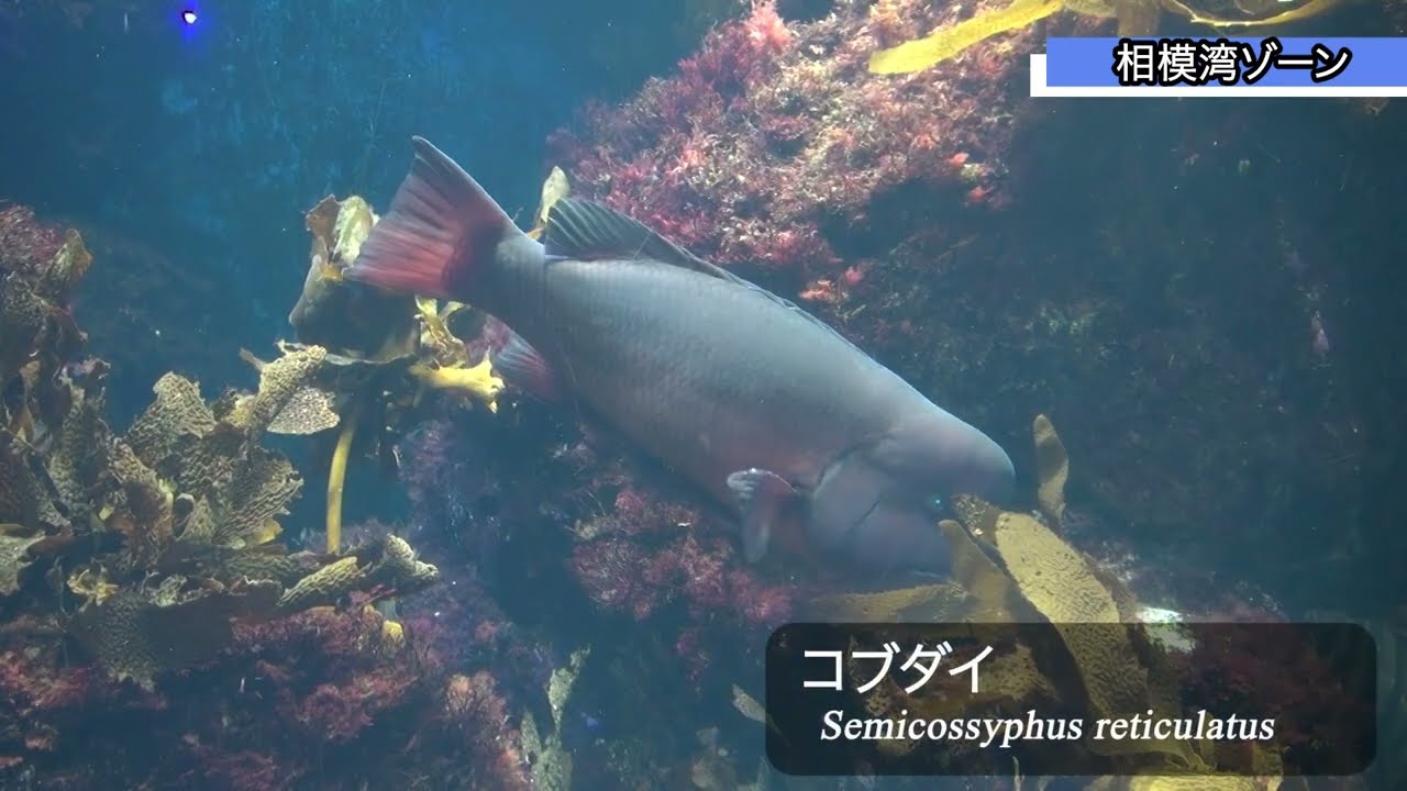 【プロモーション動画】新江ノ島水族館
